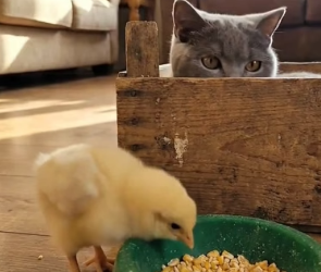 Y0706010 I found a tiny alone chick on the highway in a cargo truck and then this happened (Part 2)