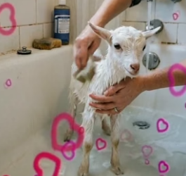 Y0706011 Couple saved a lost baby goat from tigers… and then this happened (Part 2)