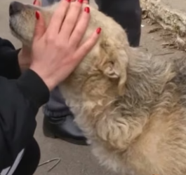 W0606002 Be Gentle Hand Gives Them Hope Support Us to Keep Saving Lives (Part 2)