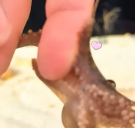 W0206010 A girl rescued a tiny baby octopus, and the intelligent little creature quickly formed a special bon (Part 2)