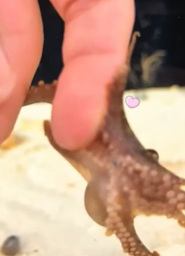W0206010 A girl rescued a tiny baby octopus, and the intelligent little creature quickly formed a special bon (Part 2)