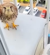 W3005005 A family discovered a mother kestrel protecting her eggs outside their window, and the tiny bird fam (Part 2)