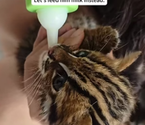 H0106012 I adopted a kitten that had lost its mother, and then (Part 1)