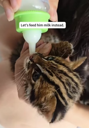 H0106012 I adopted a kitten that had lost its mother, and then (Part 1)