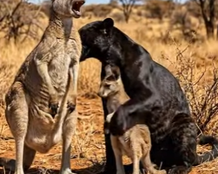 Y0906011 Gorrila Saved The kangaroo Child From Phanter (Part 2)
