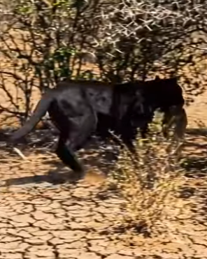 Y0906007 How Lion Saved The Fawn From Phanter (Part 2)