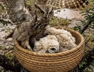 Y0906005 How Owl Saved The Guineafowl From Hyneus (Part 2)