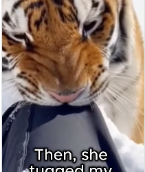 F2403012 tiger came out of mountains carrying her weak cub did some… (Part 2)