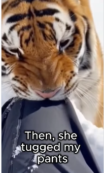 F2403012 tiger came out of mountains carrying her weak cub did some… (Part 2)
