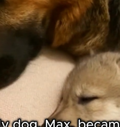 F2403002 He Saved a Dying Wolf Pup… and Months Later, She Returned (Part 2)