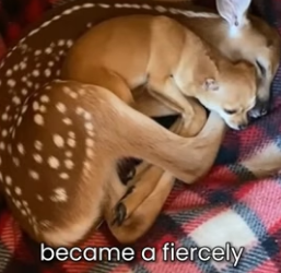 F1203011 My Chihuahua Fought A Snake To Save A Baby Deer (Part 2)
