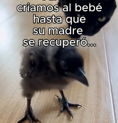 R1006004 Que hago ahoraR1006007