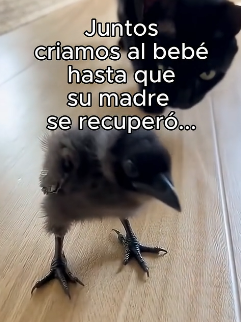 R1006004 Que hago ahoraR1006007