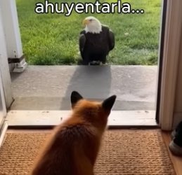 R1006010 No creerás la razón por la que lo perseguía (Part 2)
