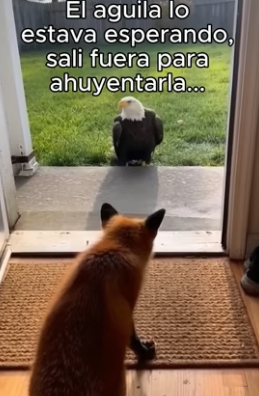 R1006010 No creerás la razón por la que lo perseguía (Part 2)