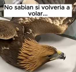A1006010 Cuando la tecnología encuentra la tragedia natural… esto sucede. (Part 2)