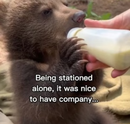 G1006010 A bear saved my life (Part 2)