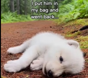 G1006007 The coolest wolf video ever! (Part 2)