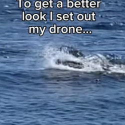 T1006005 Saved whale leads a rescue (Part 2)