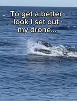 T1006005 Saved whale leads a rescue (Part 2)