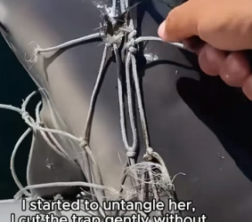 T1006002 This dolphin needed help! (Part 2)