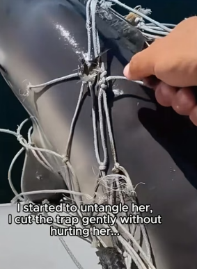 T1006002 This dolphin needed help! (Part 2)