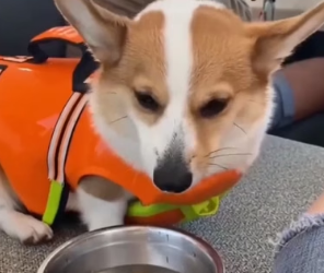 T1006009 Saving a corgi (Part 2)