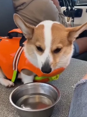 T1006009 Saving a corgi (Part 2)