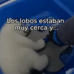 La Salvé Y Me Lo Agradeció❤️ (Part 2)