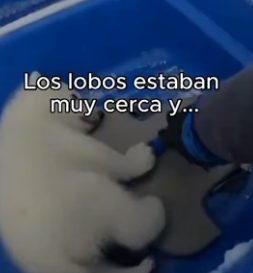 La Salvé Y Me Lo Agradeció❤️ (Part 2)
