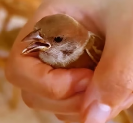 H0106007 Birds struggle the most during hot summers, and a little kindness can save countless tiny lives (Part 2)