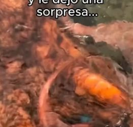 Era la misma tortuga (Part 2)