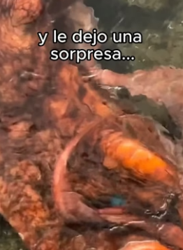 Era la misma tortuga (Part 2)