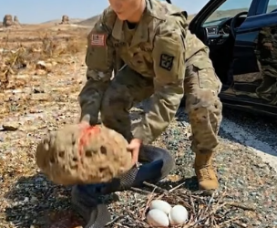 N1006004 K9 Saved The Army woman From Cobra (Part 2)
