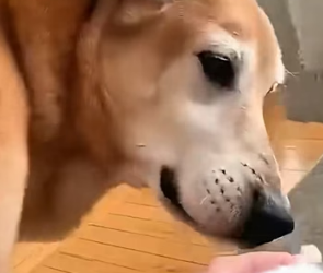 H0106006 Dog becomes the sweetest dad to these cute kittens, proving that love truly knows no species (Part 2)