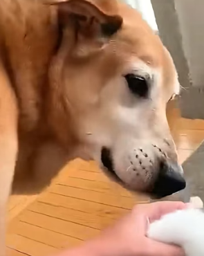H0106006 Dog becomes the sweetest dad to these cute kittens, proving that love truly knows no species (Part 2)