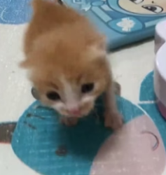 H1106007 The challenge of adopting a newborn stray kitten (Part 2)