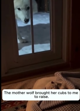 H1106012 Mother wolf brought her wolf cub to my house to raise (Part 2)