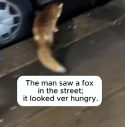 H1106011 Rescue a fox (Part 2)