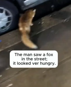 H1106011 Rescue a fox (Part 2)
