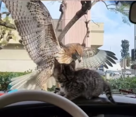 H1106001 Rescue a kitten from hawk (Part 2)