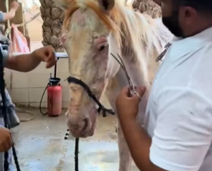 H1106010 Rescue a horse (Part 2)