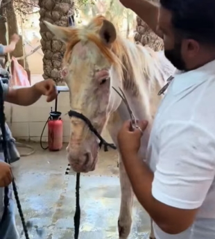 H1106010 Rescue a horse (Part 2)