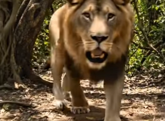 Y1106005 Lion Saved The Fox From Hyneus (Part 2)