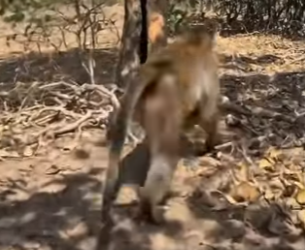 Y1106001 Gorrila Show Kindness On Monkey (Part 2)