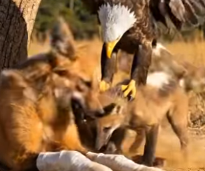 Y1106002 Gorrila Show Kindness On The Fox (Part 2)