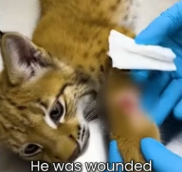 I Saved Baby Lynx From Wolf  (Part 2)