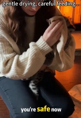 F1106004 Rescued dying snow leopard mother’s cubs in a blizzard (Part 2)
