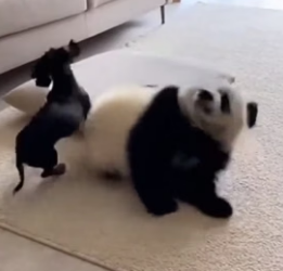 F1106002 From Doggy Door to Bamboo Forest_ The Unlikely Friendship Between a Dachshund and a Red Panda (Part 2)