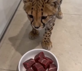 F1106008 The leopard mother gave me her baby. Their bond was deep (Part 2)
